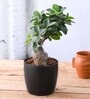 Ficus Bonsai Natural Plant