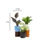 Ficus Elastica, Money, Syngonium Natural Plant