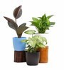 Ficus Elastica, Money, Syngonium Natural Plant