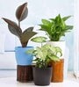 Ficus Elastica, Money, Syngonium Natural Plant
