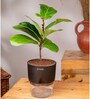 Ficus Lareta/Fiddle Fig Plant With Self Wateringing 4Inch Pot- Black