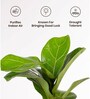 Ficus Lareta/Fiddle Fig Plant With Self Wateringing 4Inch Pot- Black