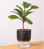 Ficus Lareta/Fiddle Fig Plant With Self Wateringing 4Inch Pot- Black