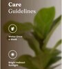 Ficus Lareta/Fiddle Fig Plant With Self Wateringing 4Inch Pot- Black