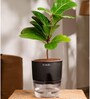 Ficus Lareta/Fiddle Fig Plant With Self Wateringing 4Inch Pot- Black