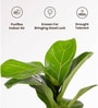 Ficus Lareta/Fiddle Fig Plant With Self Wateringing 4Inch Pot- Cream