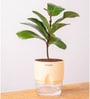 Ficus Lareta/Fiddle Fig Plant With Self Wateringing 4Inch Pot- Cream