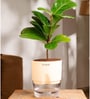 Ficus Lareta/Fiddle Fig Plant With Self Wateringing 4Inch Pot- Cream