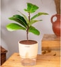 Ficus Lareta/Fiddle Fig Plant With Self Wateringing 4Inch Pot- Cream