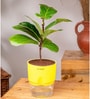 Ficus Lareta/Fiddle Fig Plant With Self Wateringing 4Inch Pot- Green