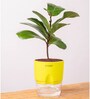 Ficus Lareta/Fiddle Fig Plant With Self Wateringing 4Inch Pot- Green