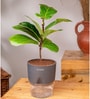 Ficus Lareta/Fiddle Fig Plant With Self Wateringing 4Inch Pot- Grey