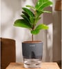 Ficus Lareta/Fiddle Fig Plant With Self Wateringing 4Inch Pot- Grey