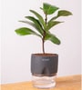 Ficus Lareta/Fiddle Fig Plant With Self Wateringing 4Inch Pot- Grey