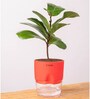 Ficus Lareta/Fiddle Fig Plant With Self Wateringing 4Inch Pot- Red