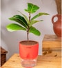 Ficus Lareta/Fiddle Fig Plant With Self Wateringing 4Inch Pot- Red