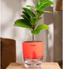 Ficus Lareta/Fiddle Fig Plant With Self Wateringing 4Inch Pot- Red