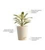 Ficus Prestige Natural Plant In Ivory Self Watering Plastic Pot