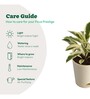 Ficus Prestige Natural Plant In Ivory Self Watering Plastic Pot