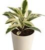 Ficus Prestige Natural Plant In Ivory Self Watering Plastic Pot