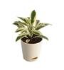 Ficus Prestige Natural Plant In Ivory Self Watering Plastic Pot