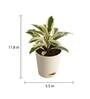 Ficus Prestige Natural Plant In Ivory Self Watering Plastic Pot