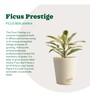 Ficus Prestige Natural Plant In Ivory Self Watering Plastic Pot