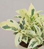 Ficus Prestige Natural Plant In Ivory Self Watering Plastic Pot