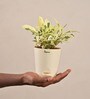 Ficus Prestige Natural Plant In Ivory Self Watering Plastic Pot