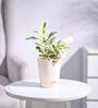 Ficus Prestige Natural Plant In Ivory Self Watering Plastic Pot