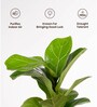 Fiddle Fig With Aura Metal Pot-Blue