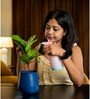 Fiddle Fig With Aura Metal Pot-Blue
