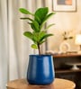 Fiddle Fig With Aura Metal Pot-Blue