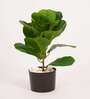 Artificial Fiddle Leaf Fig Plant with Black Pot