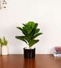 Artificial Fiddle Leaf Fig Plant with Black Pot