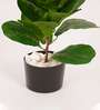 Artificial Fiddle Leaf Fig Plant with Black Pot