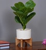 Fiddle Leaf Plant
