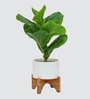 Fiddle Leaf Plant