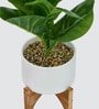 Fiddle Leaf Plant