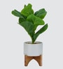 Fiddle Leaf Plant