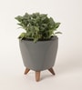 Fittonia Green Plant With Lagos Grey Plastic Pot