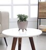 Fittonia Green Plant With Lagos Mocca Plastic Pot