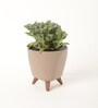 Fittonia Green Plant With Lagos Mocca Plastic Pot