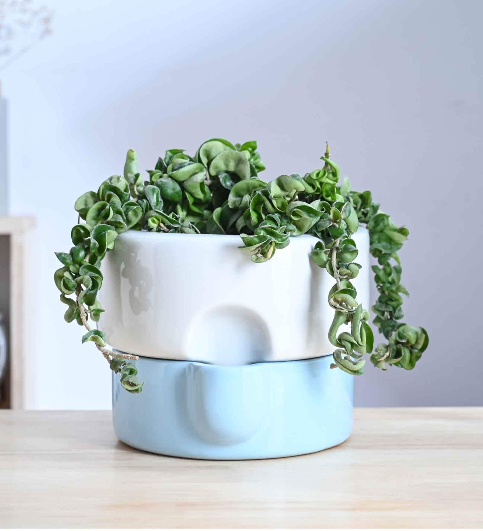 Flower Sunflower White Blue Ceramic Planter