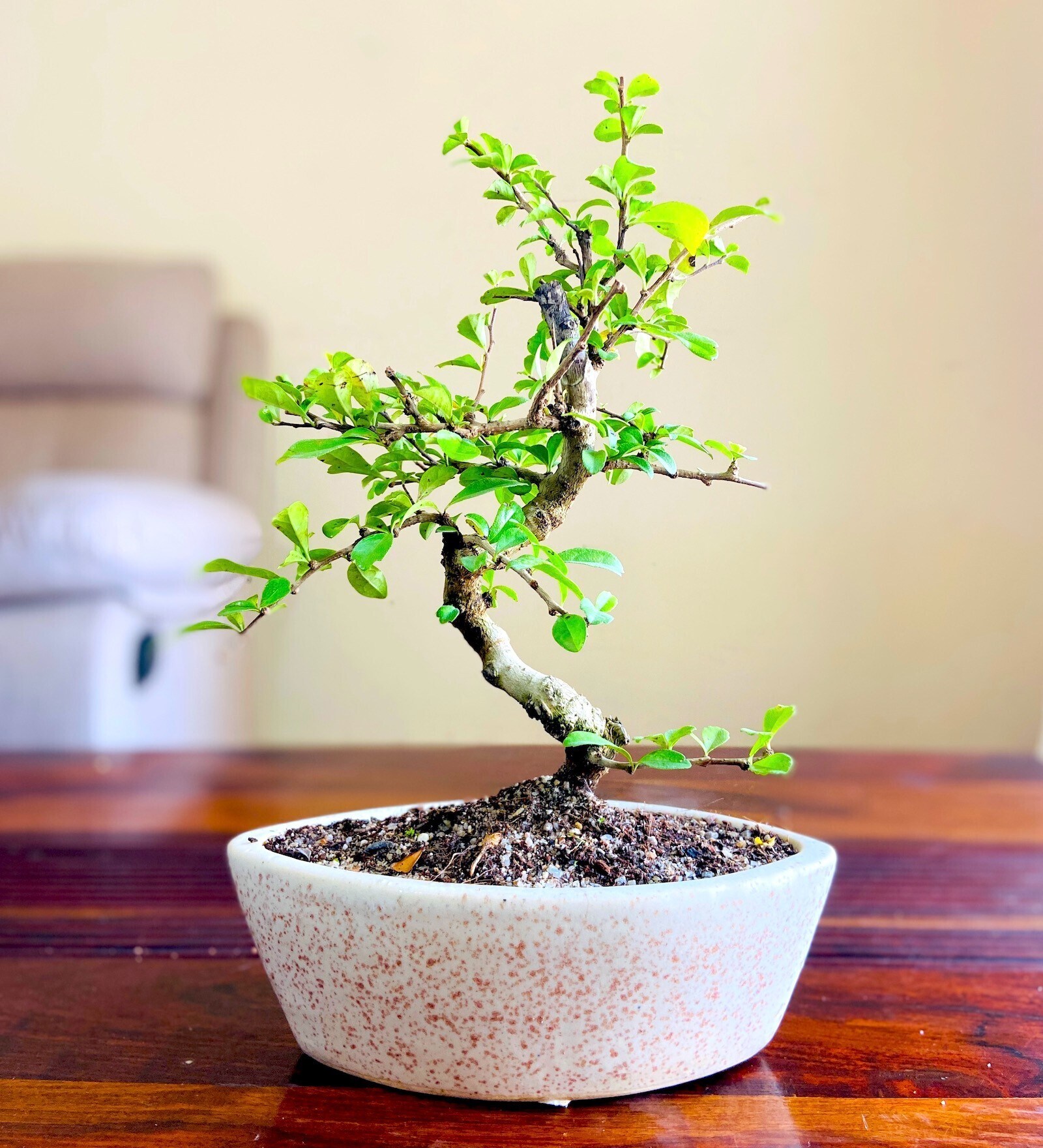 Buy Flowering Bonsai Natural Plants with Ceramic Pot By Abana Homes at