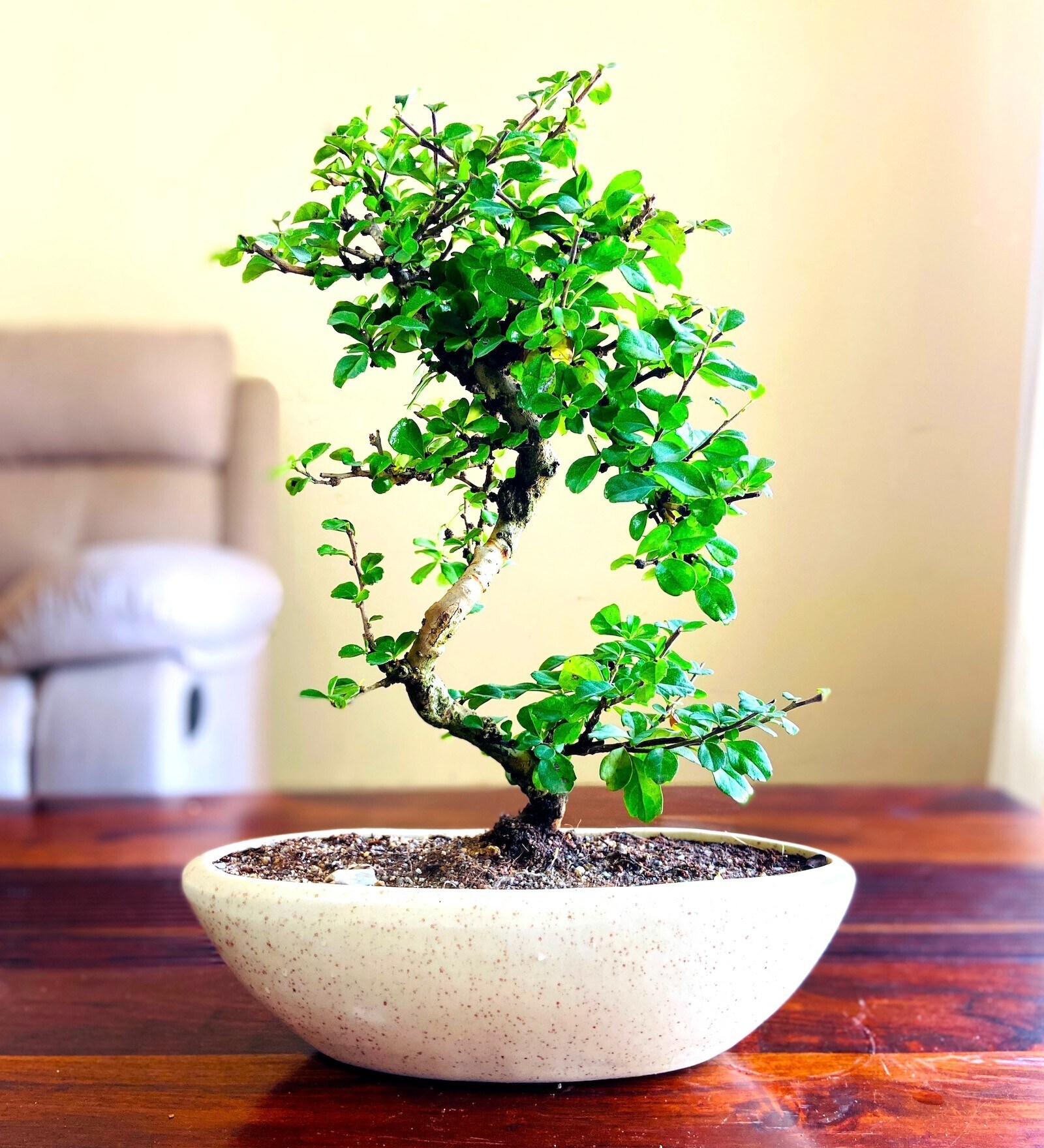 Buy Flowering Bonsai Natural Plant With White Ceramic Pot By Abana ...