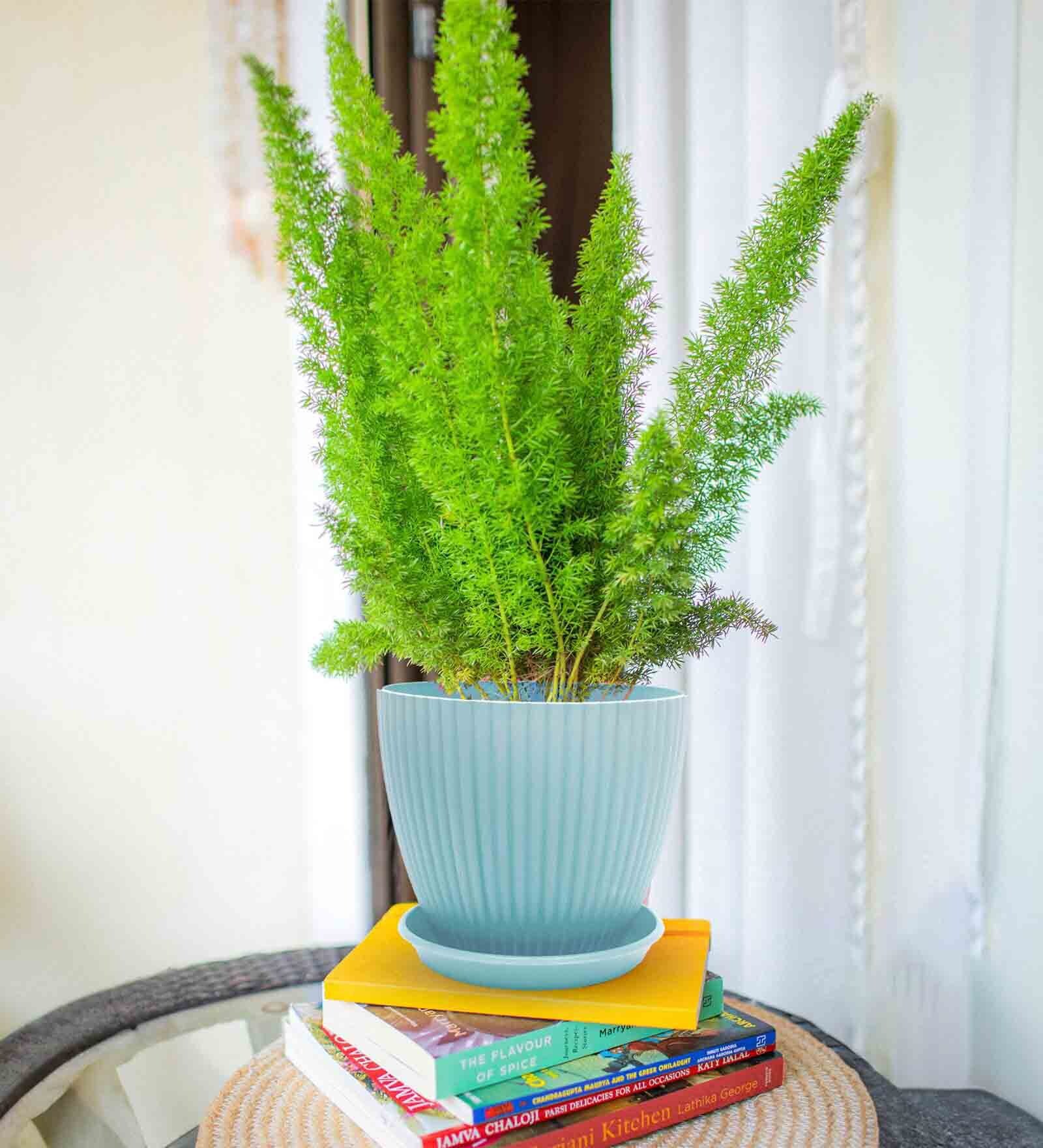 Fluted Dome Plastic Planter with Tray Mint