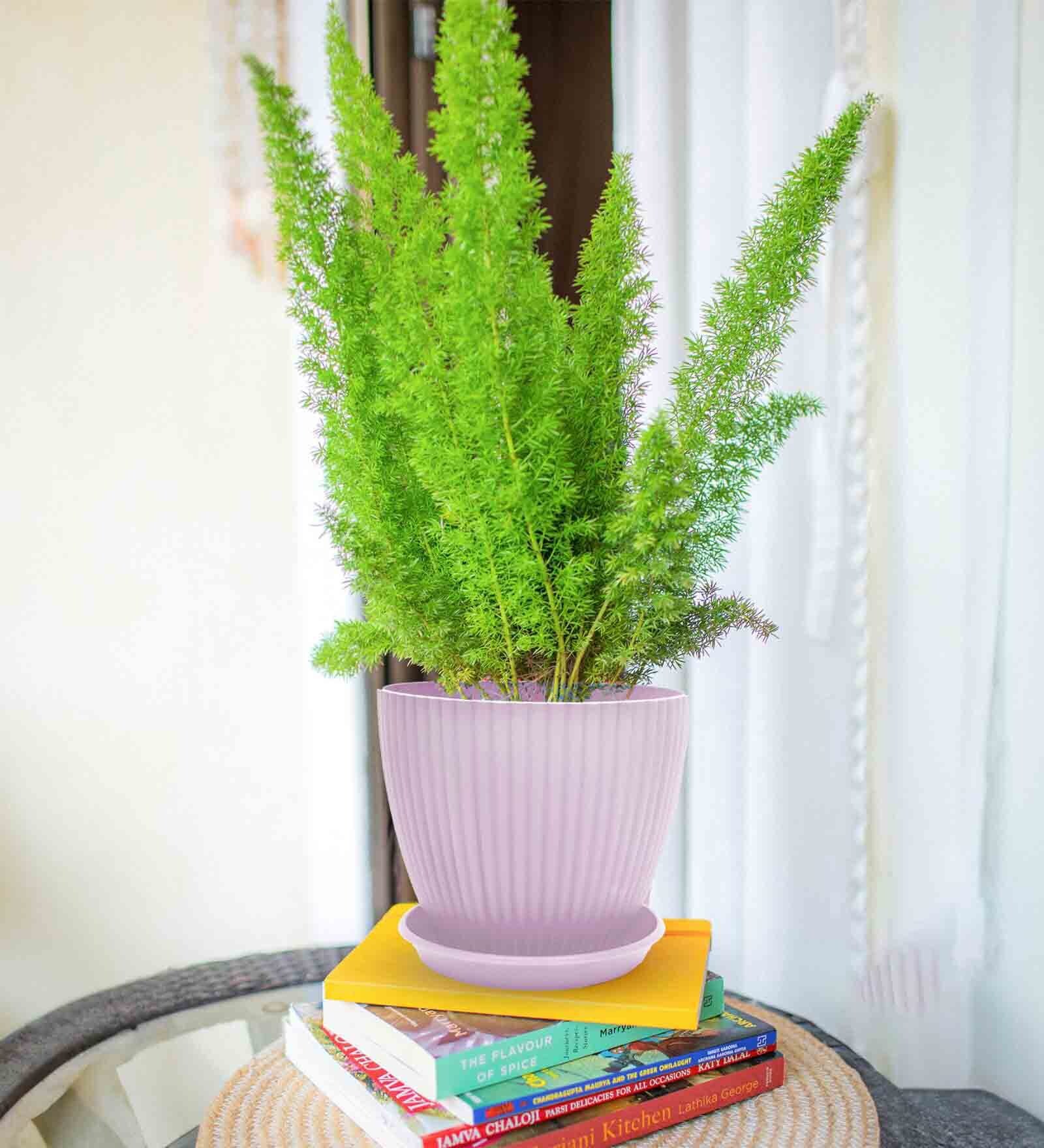 Fluted Dome Plastic Planter with Tray Pink