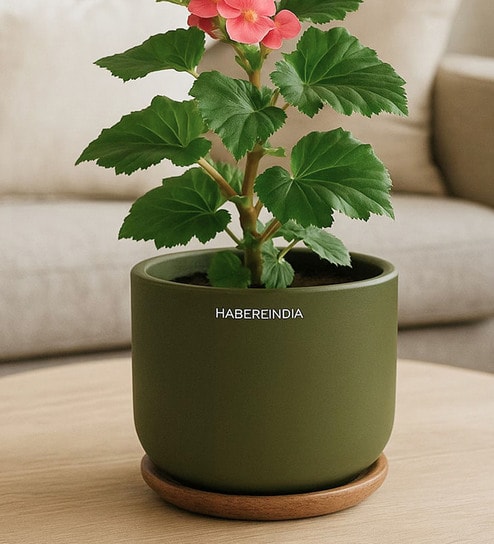 (1Pc) Olive Terracotta Plant Pot
