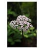 Floral Ariadne White Wood Framed Floral Art Print